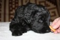 /album/fotogalerie-stenata-puppies-/snimek-037-jpg/